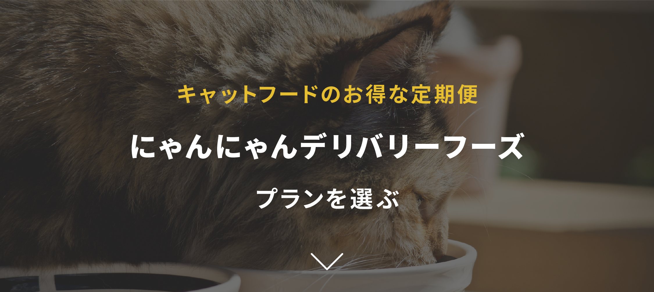 プランを選ぶ