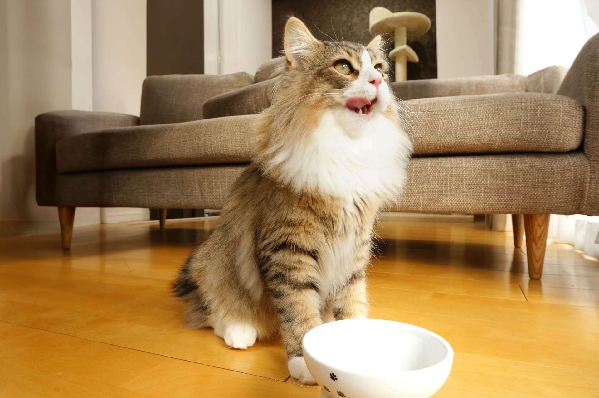 cat