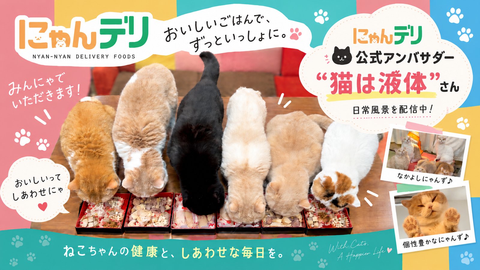 にゃんデリ公式アンバサダー “猫は液体”さん　日常風景を配信中！