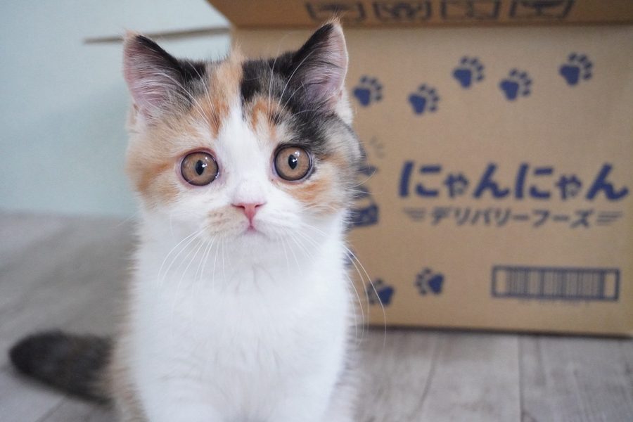 にゃんにゃんデリバリーフーズのイメージ写真